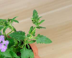 美女樱的病害防治方法