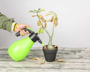 沙漠玫瑰怎么养根变大