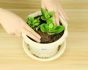 冬天长寿花浇水方法，经常浇水好吗