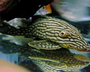 清道夫的五种饲养办法