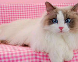 如何正确的饲养布偶猫