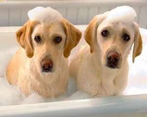 如何纠正狗狗乱叫的这种行为？