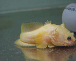 三棘狮子鱼的喂食要点