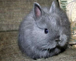 泽西长毛兔的养护要点