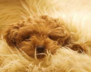 贵宾犬（泰迪）有多少种颜色呢？