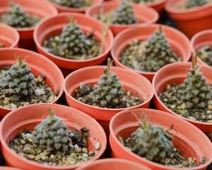 多肉适合室内种植吗