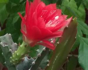 令箭荷花怎么修剪