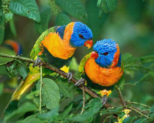 彩虹吸蜜鹦鹉吃什么比较好