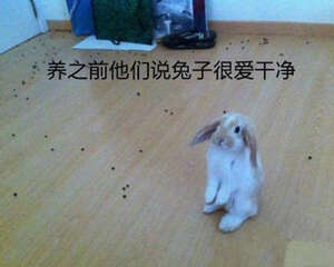 兔兔怎样才不臭？