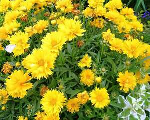 大金鸡菊的栽培管理技术