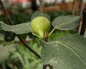 “无花果”剪个枝插土里，30天就生根，结的果子甜过蜜…