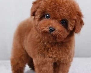 泰迪犬吃什么狗粮好