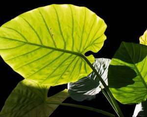 海芋花的图片欣赏