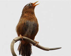 画眉鸟不叫怎么办