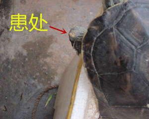 花龟前肢关节皮肤糜烂病例