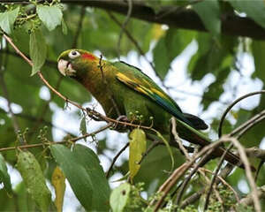 黄翅鹦鹉的形态特征