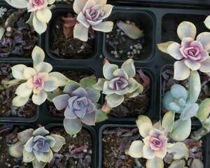 20种常见花卉，养在阳台颜色比彩虹还绚烂！