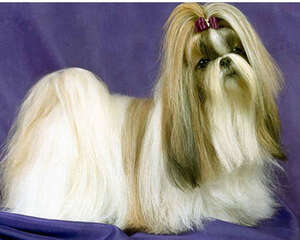 西施犬好养吗？