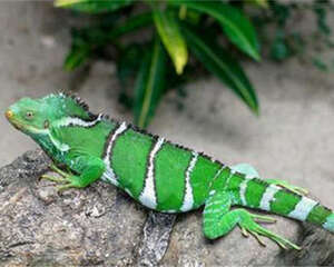 斐济鬣蜥的饲养环境