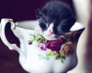 有没有茶杯猫这个品种？茶杯猫好养吗？
