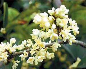 古代鲜花食谱养俏佳人(组图)