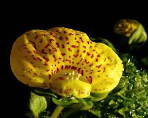 荷包花的花语：荷包肿胀、财源滚滚