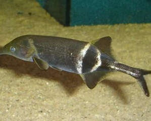 象鼻鱼的饲养环境