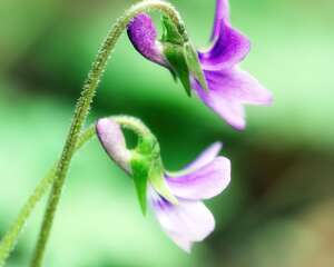 紫花地丁花语：诚实
