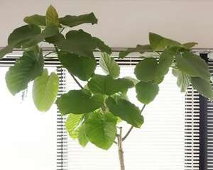 9种新晋网红绿植，摆家里提档次，邻居看了都眼馋！