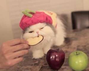 猫咪能不能吃水果？猫咪吃水果