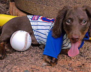 公犬和母犬在判断事物上有何区别