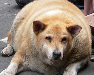 狗狗过胖或过瘦的原因