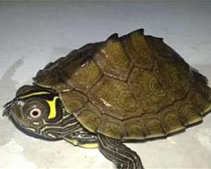 地图龟的品种简介