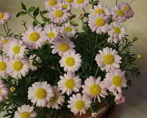 玛格丽特花