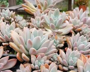 别让你家的多肉，熬过了热夏，却死在了初秋！