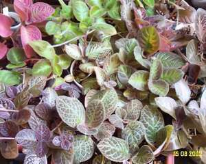 喜蔭花的栽种培养管理(图)