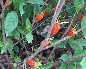 8种花不用扦插，开完花等1个月，1盆能生100盆！