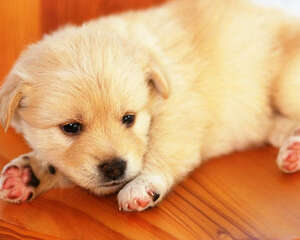 选择较好品质狗狗的途径