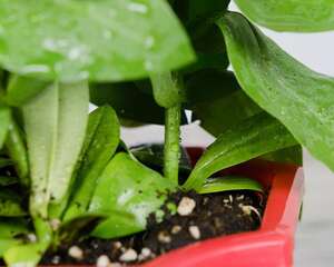 香槟洋桔梗花语是什么