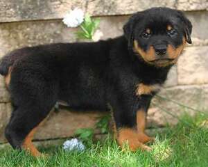 罗威纳犬多少钱一只？