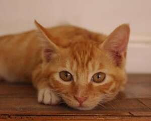 如何与心爱的猫咪亲吻