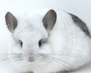 龙猫饲养过程中也会缺钙