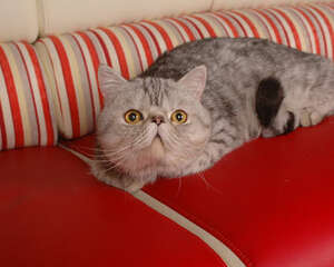 如何预防猫咪过敏