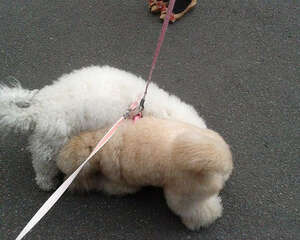 狗狗的鼻子有多少用途