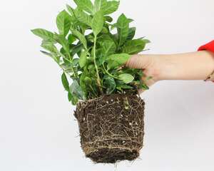 栀子花叶子发黑干枯怎么办