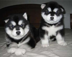 阿拉斯加雪橇犬好养吗？