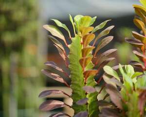 龙骨花叶子发黄怎么办