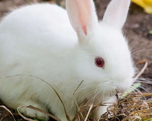 为何刚断奶的幼兔易患病和死亡