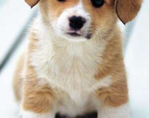 狗狗寄养需要注意的问题