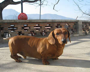 腊肠犬饲养注意事项